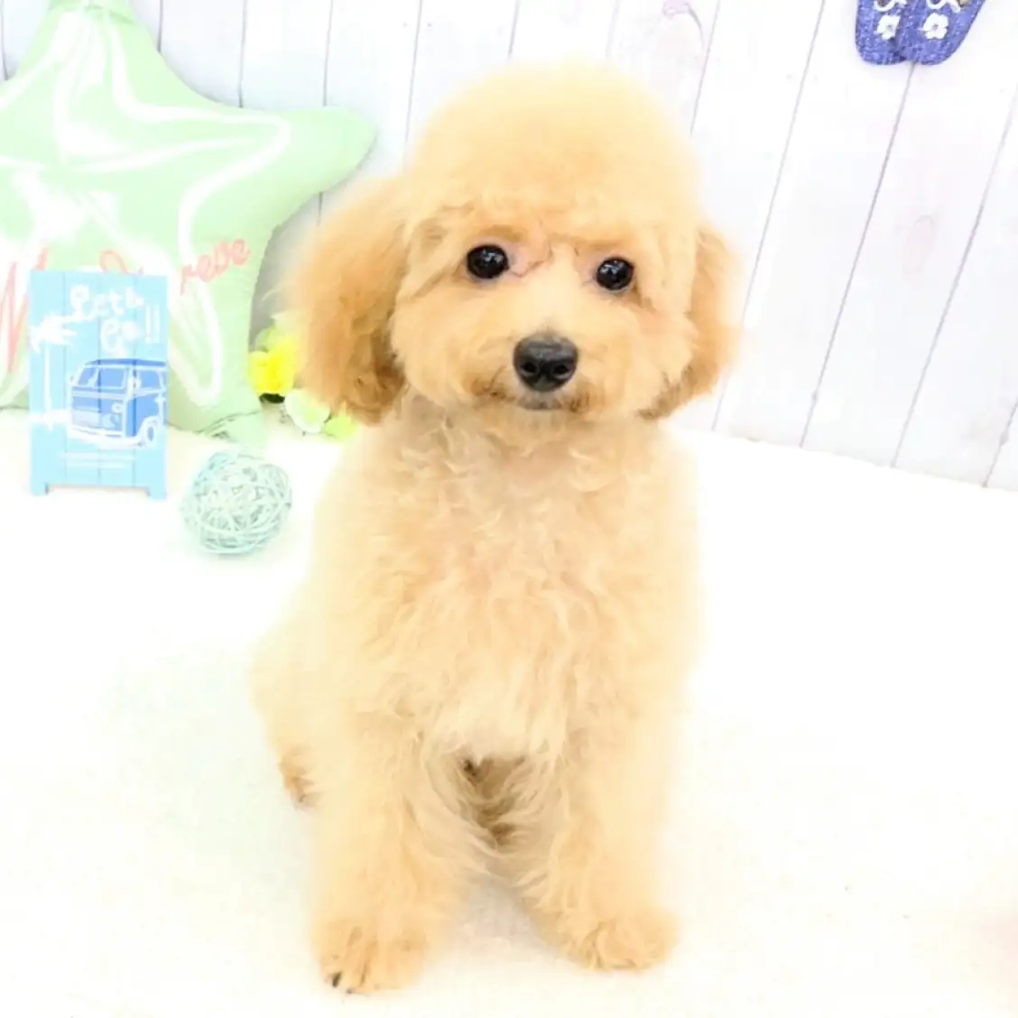 トイ・プードル