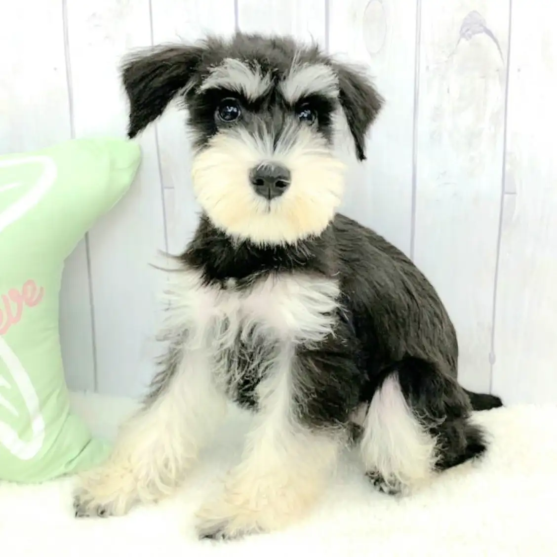 ミニチュア・シュナウザー