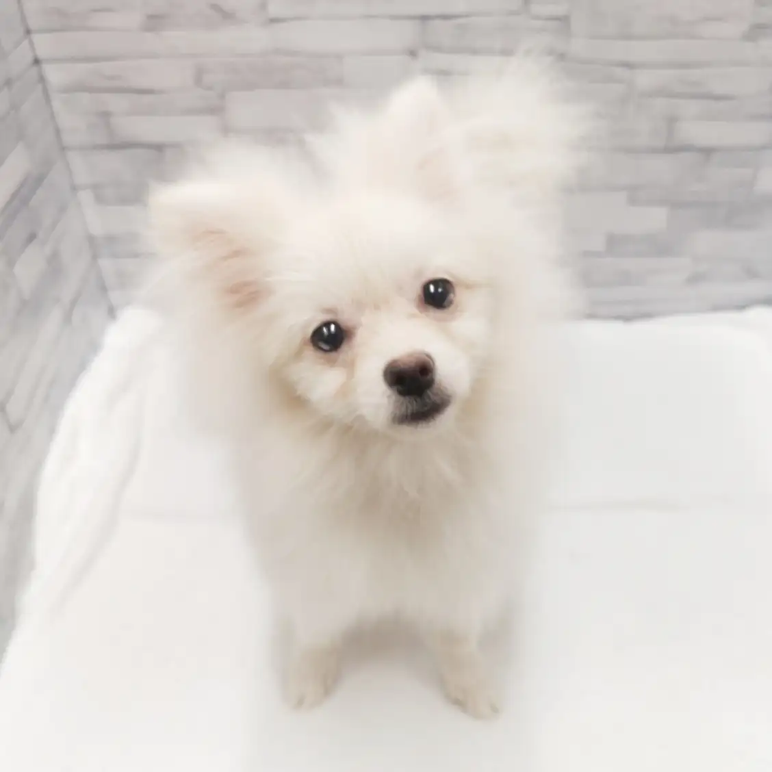 MIX（チワワ×ポメラニアン）