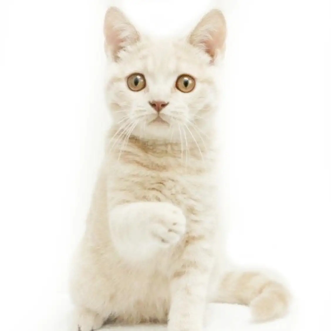 ブリティッシュショートヘア