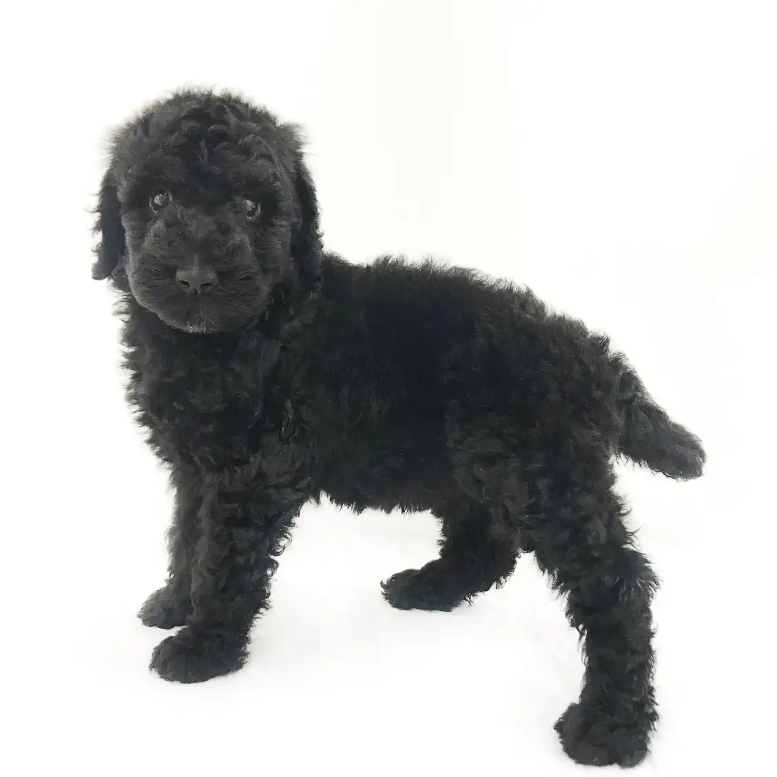 スタンダード・プードル