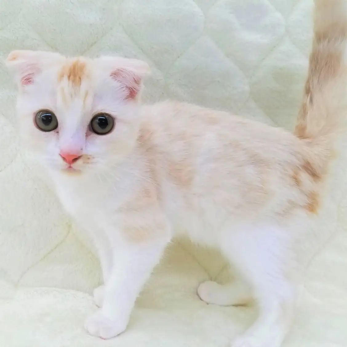 スコティッシュフォールド