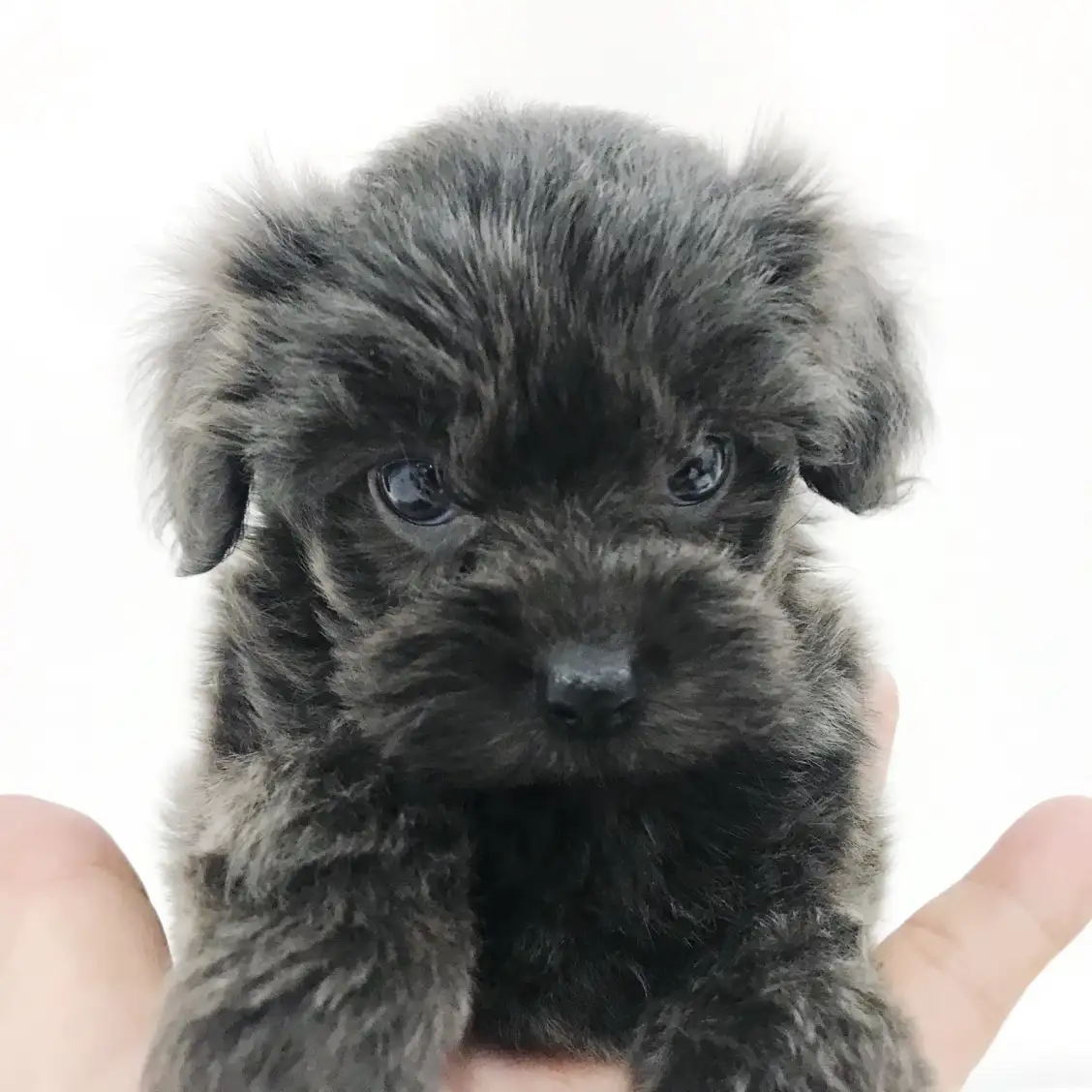 MIX(トイプードル×ヨークシャーテリア)