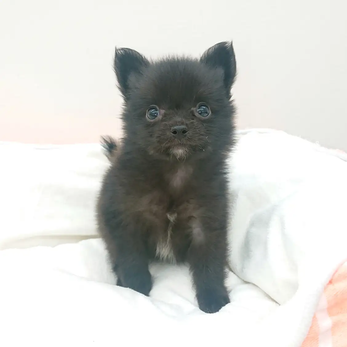 MIX(ポメラニアン×チワワ)