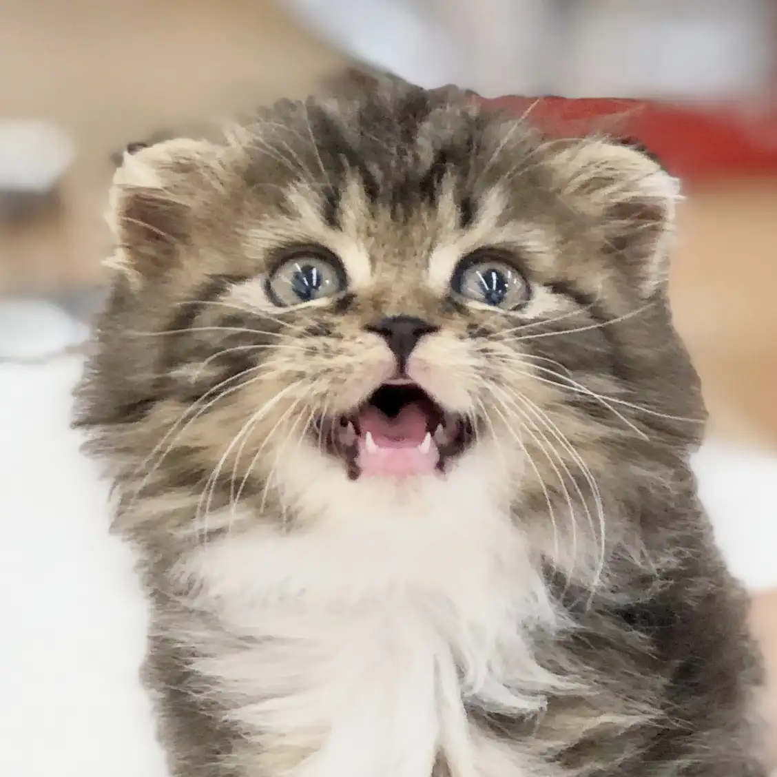 スコティッシュフォールド