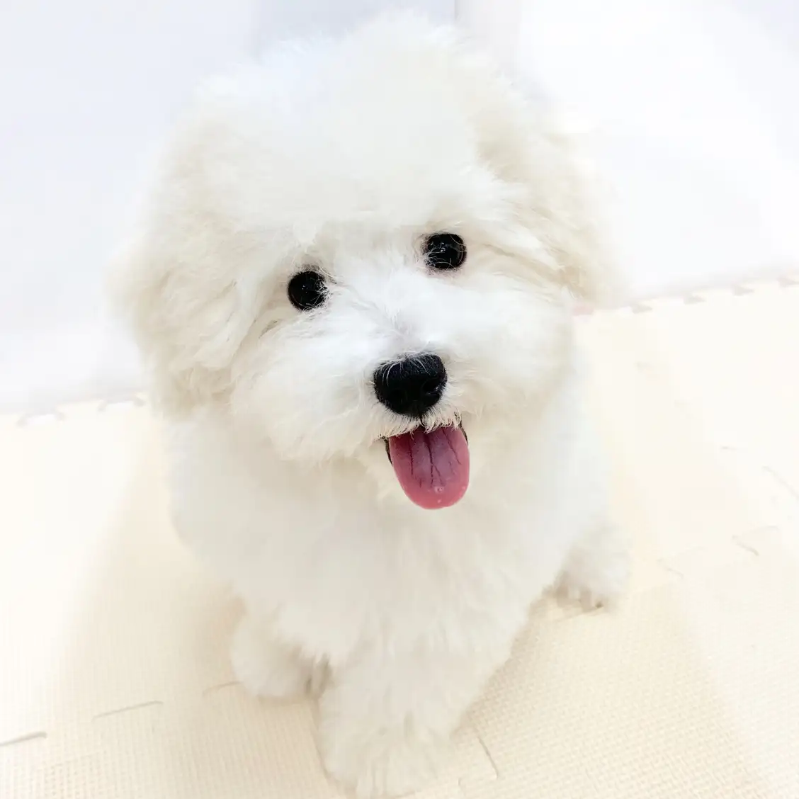 MIX(トイプードル×マルチーズ)