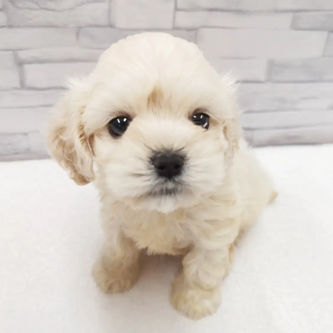 MIX(マルチーズ×アメリカンコッカースパニエル)