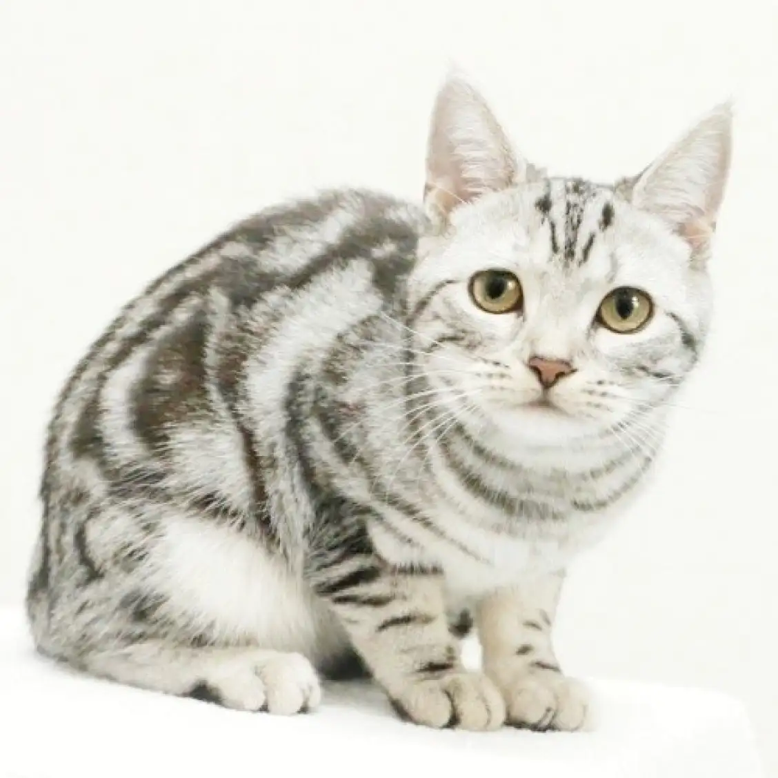 アメリカンショートヘア