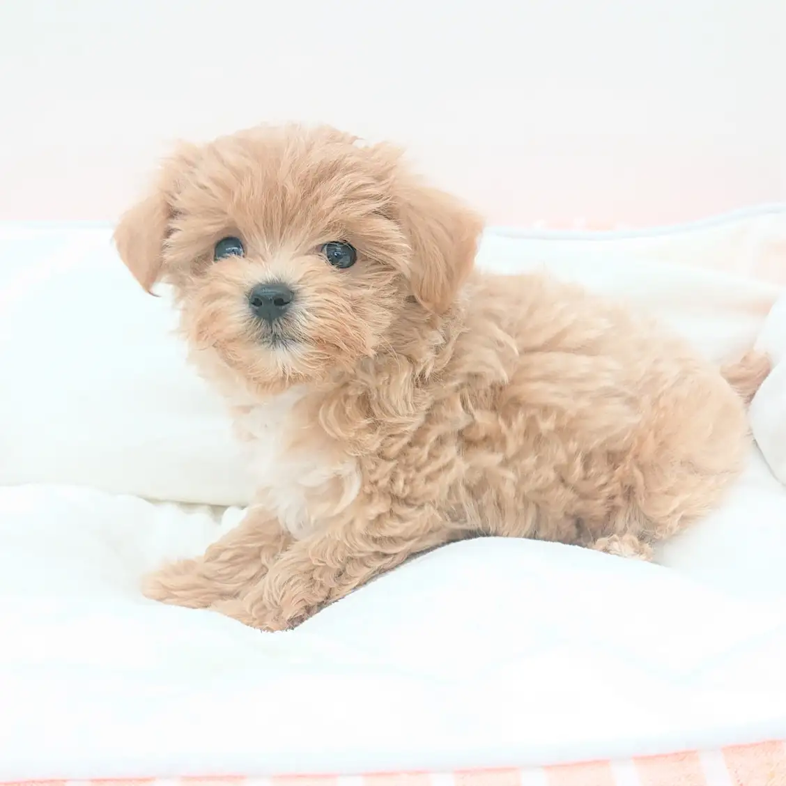 MIX（トイプードル×マルチーズ）