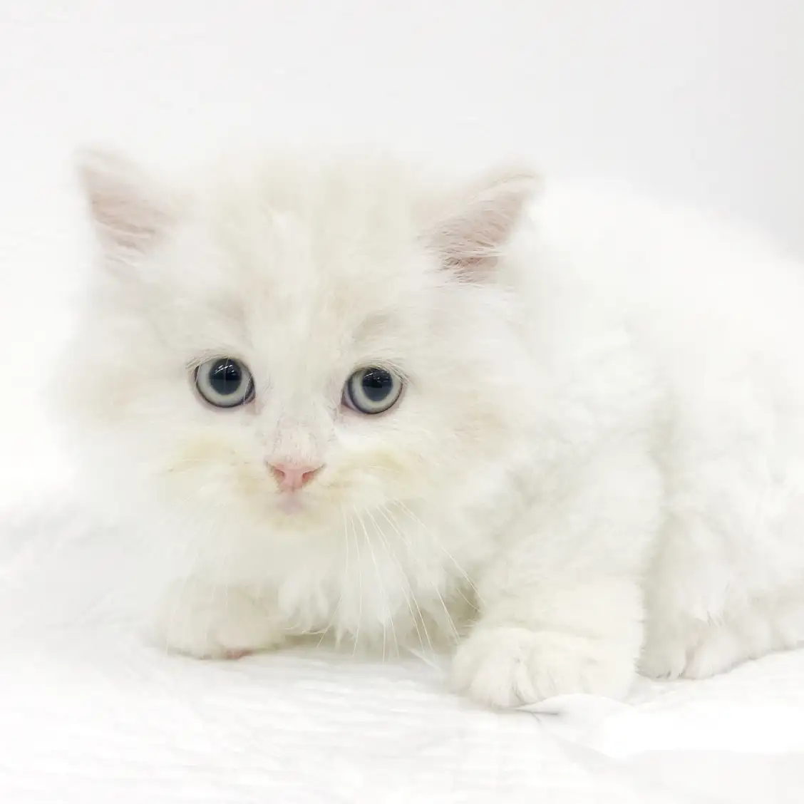 スコティッシュフォールド