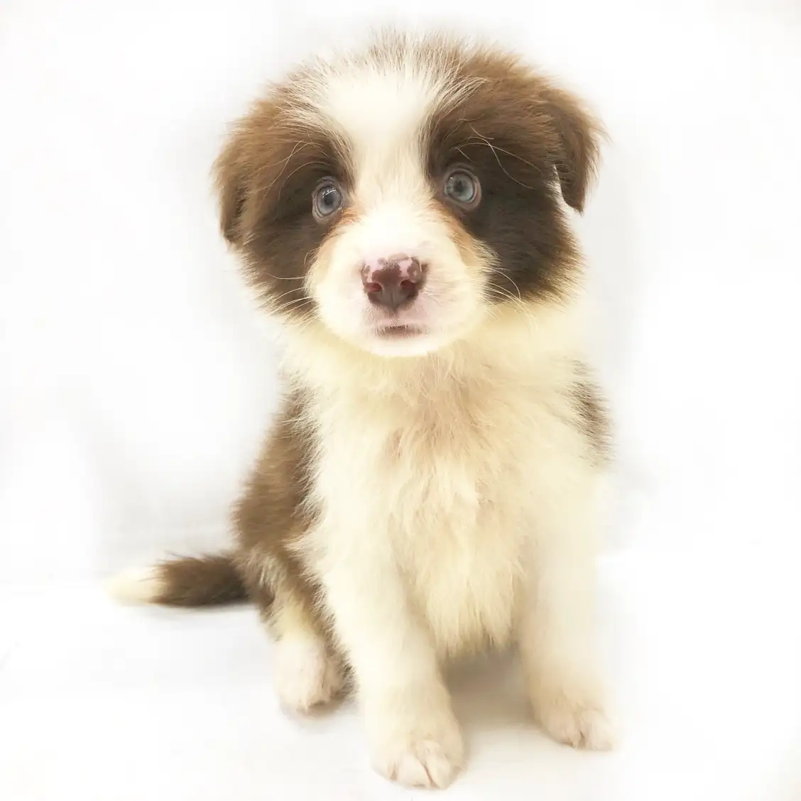 ボーダーコリー