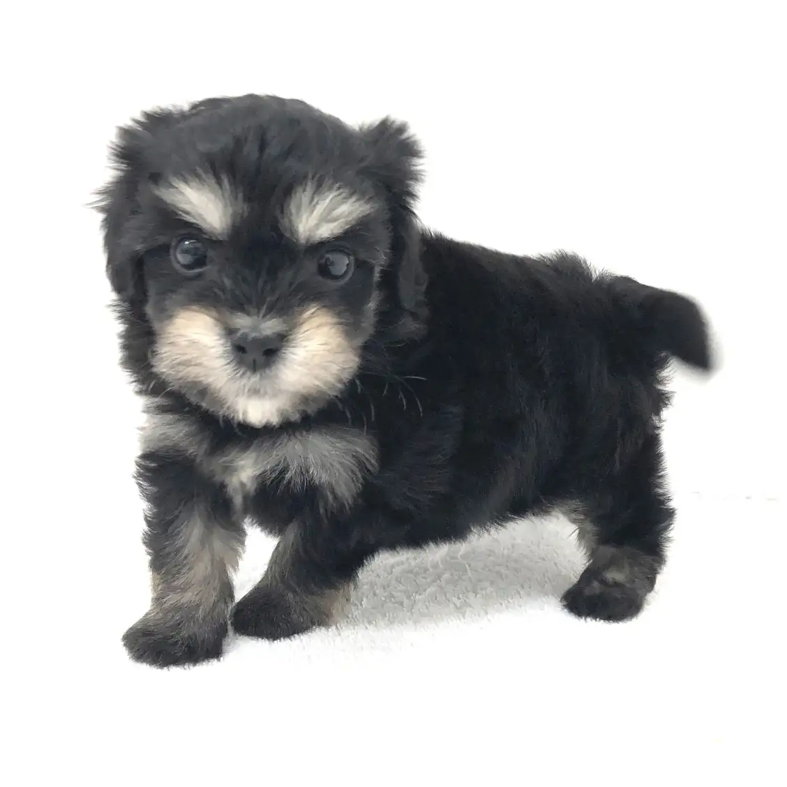 MIX(トイプードル×マルチーズ)