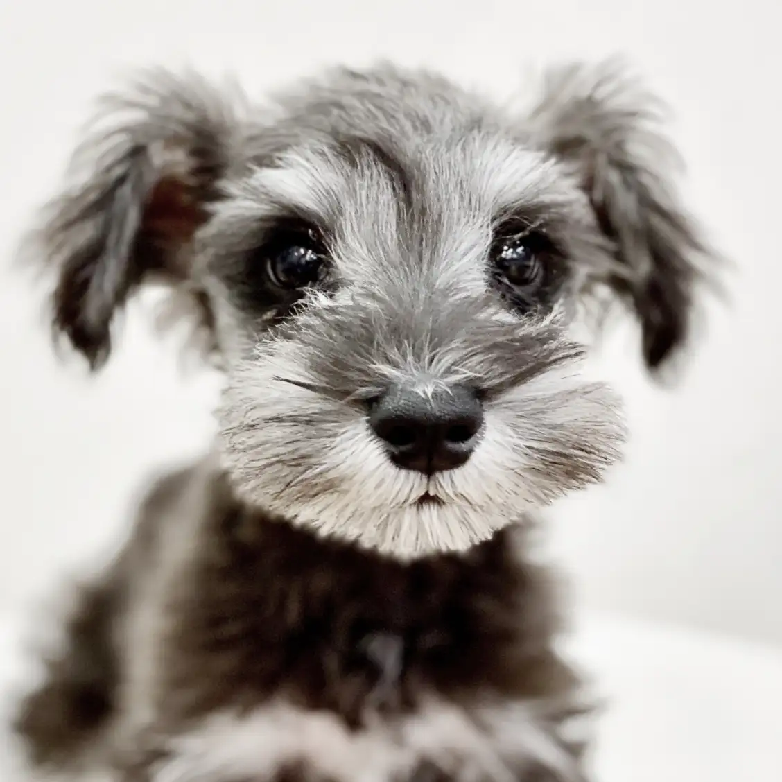 ミニチュア・シュナウザー