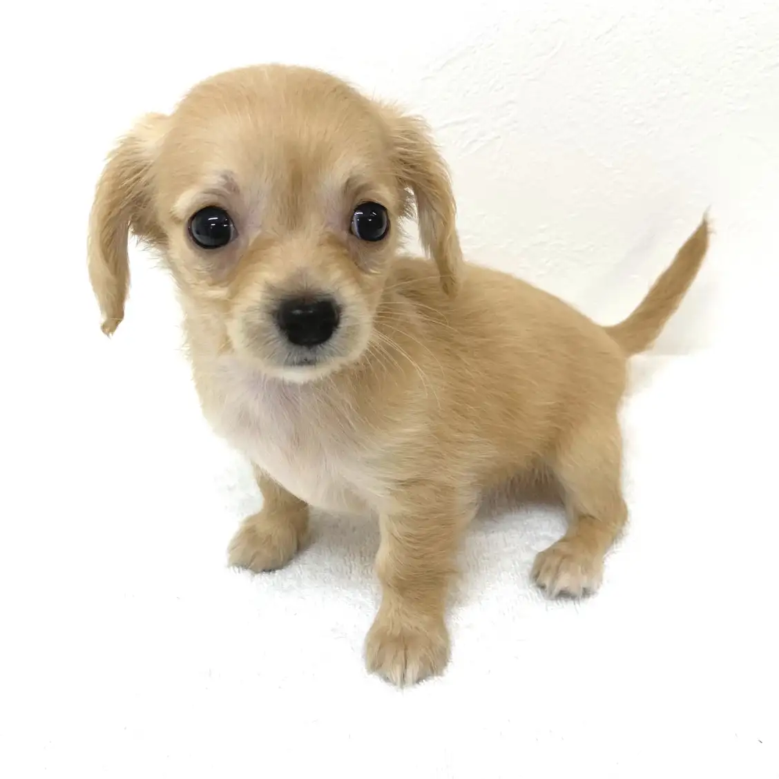 MIX(チワワ×ダックスフント)