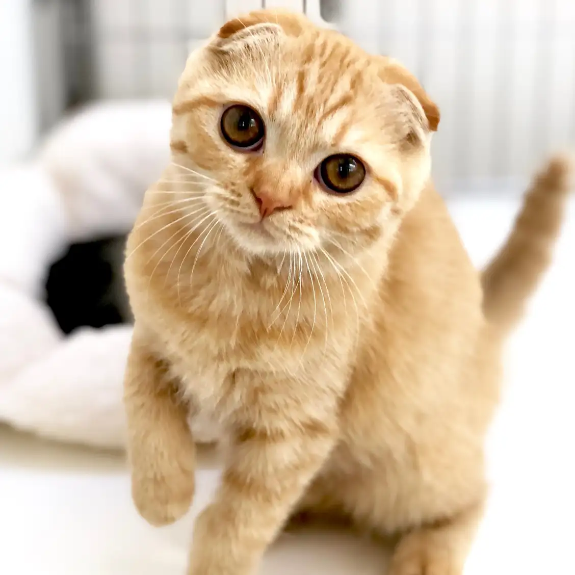 スコティッシュフォールド