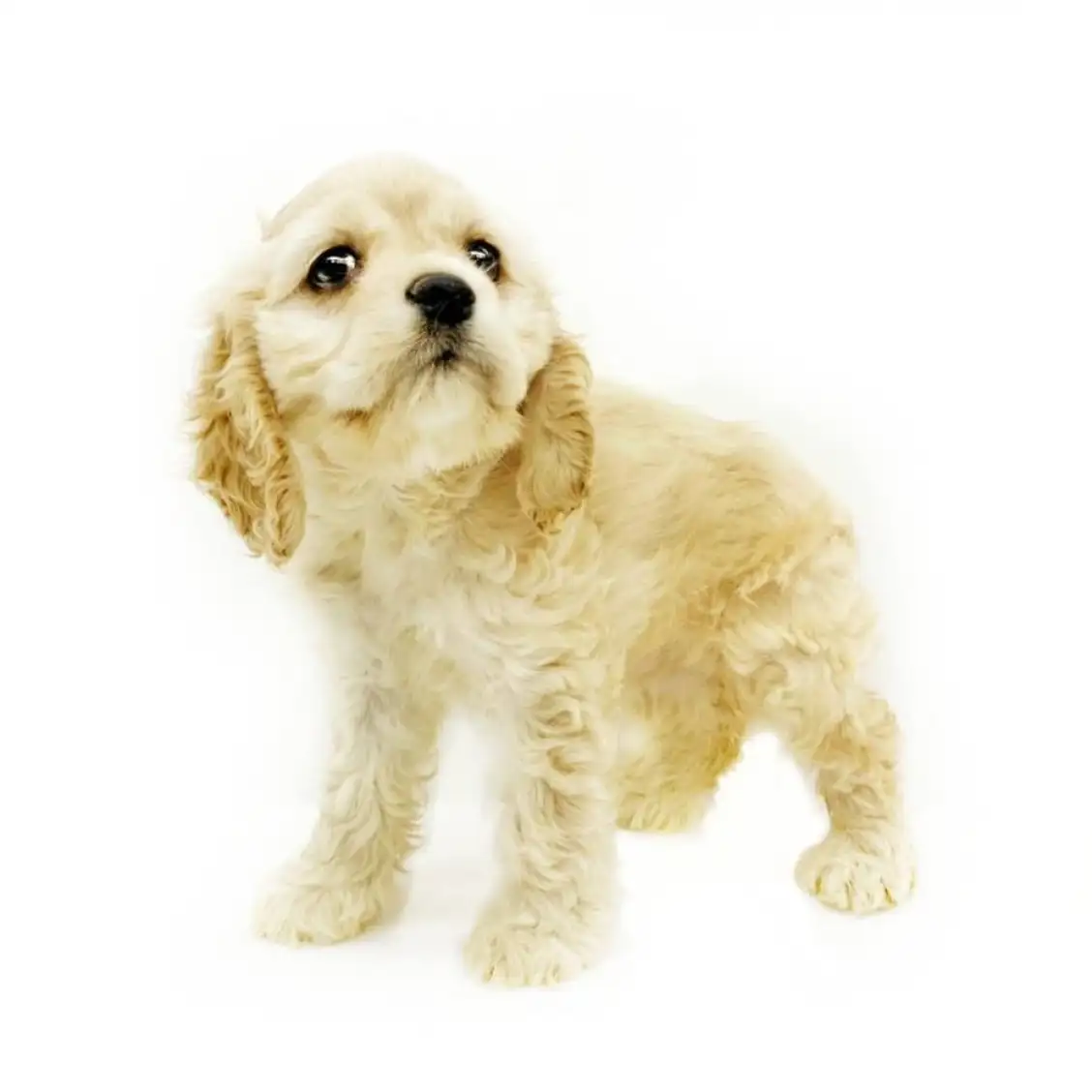 アメリカンコッカースパニエル