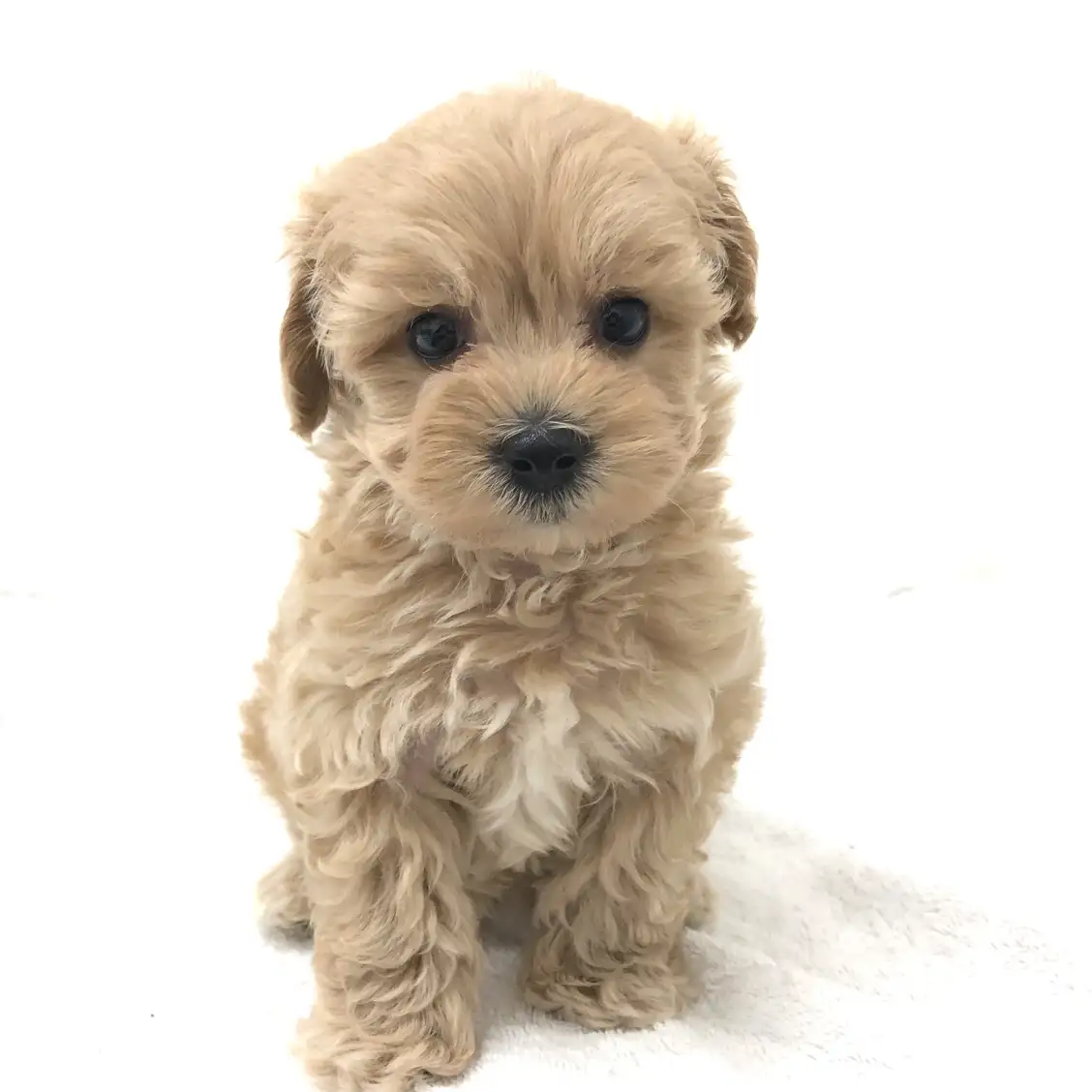 MIX（マルチーズ×トイプードル）