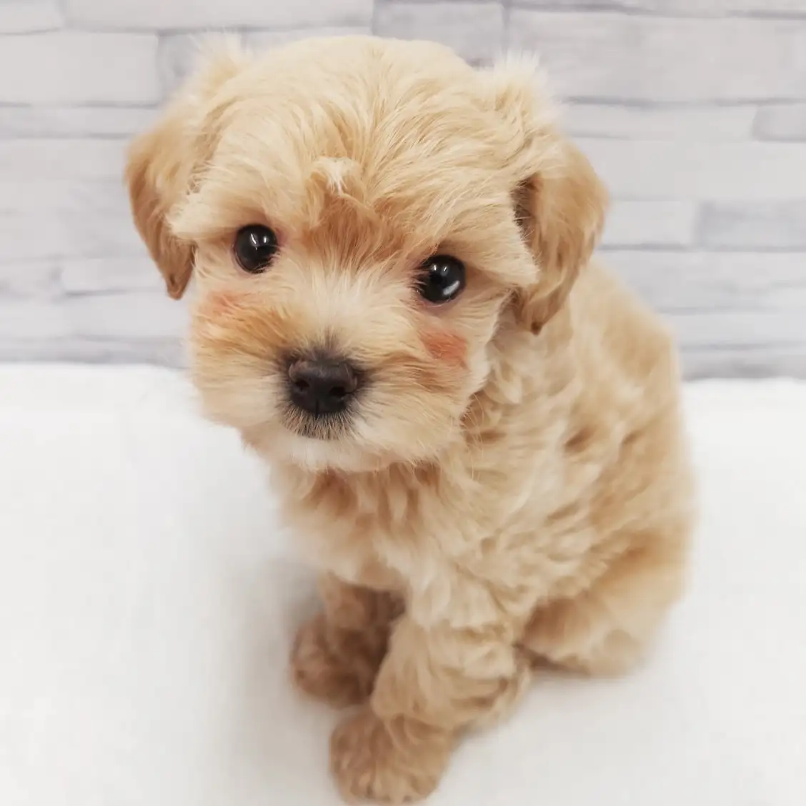 MIX（トイプードル×マルチーズ）