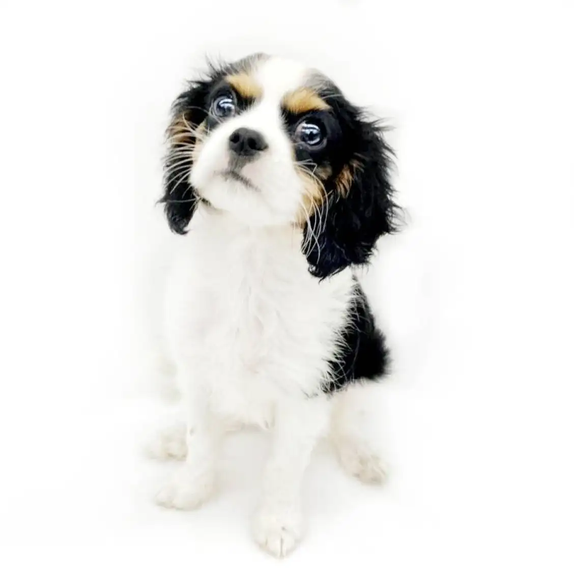 キャバリア・キングチャールズ・スパニエル