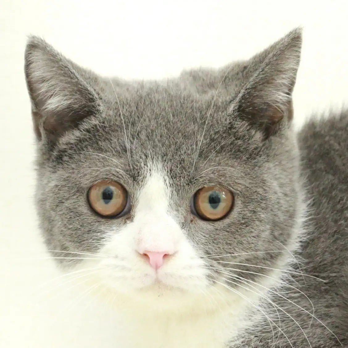 ブリティッシュショートヘア