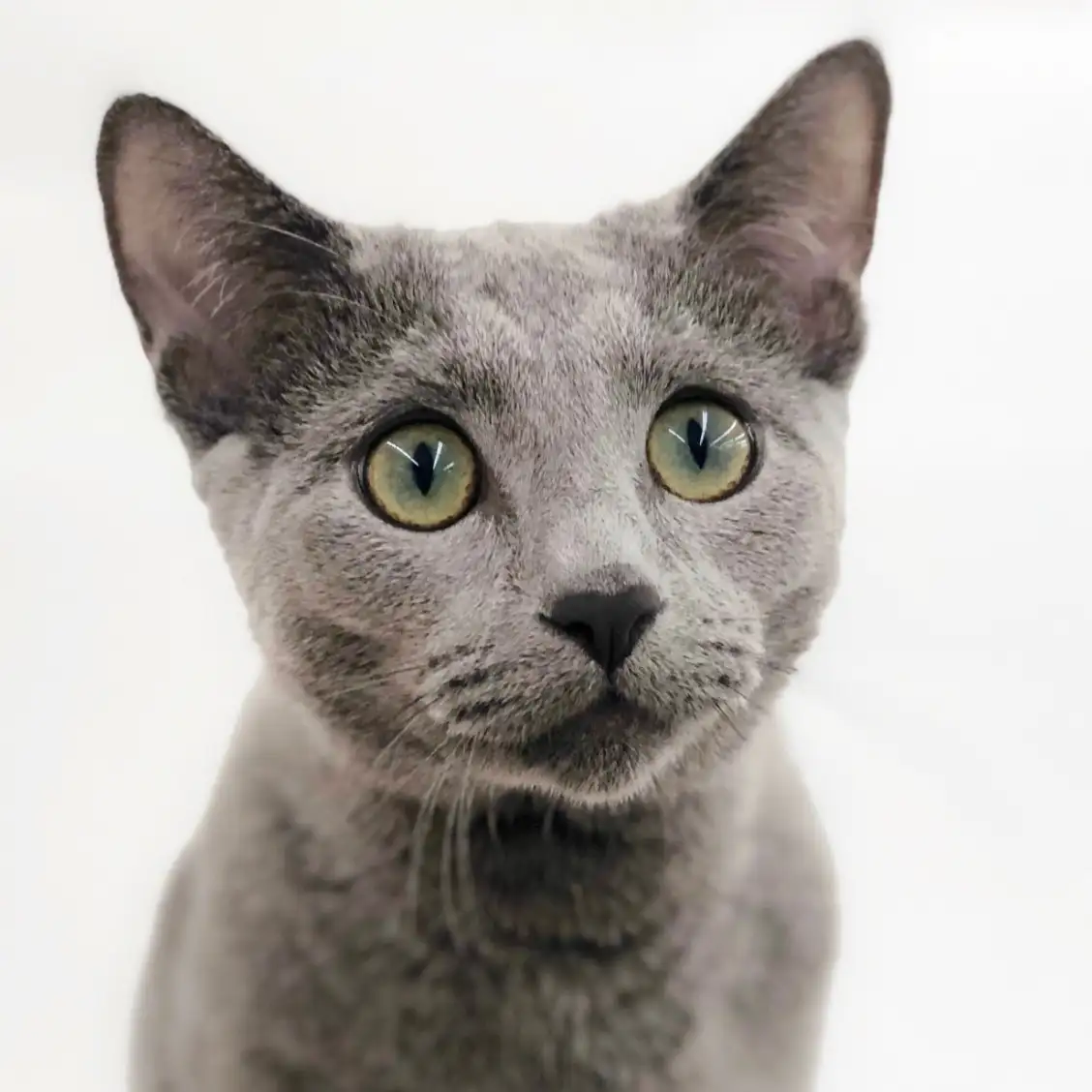 ロシアンブルー