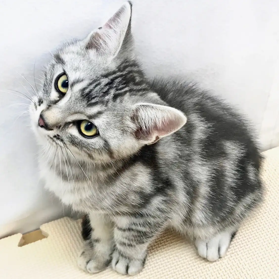 アメリカンショートヘア