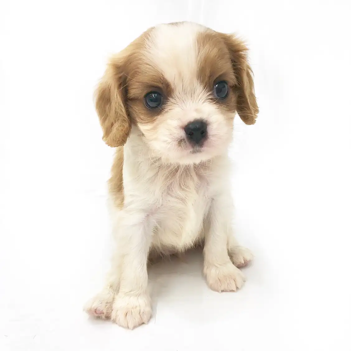 キャバリア・キングチャールズ・スパニエル