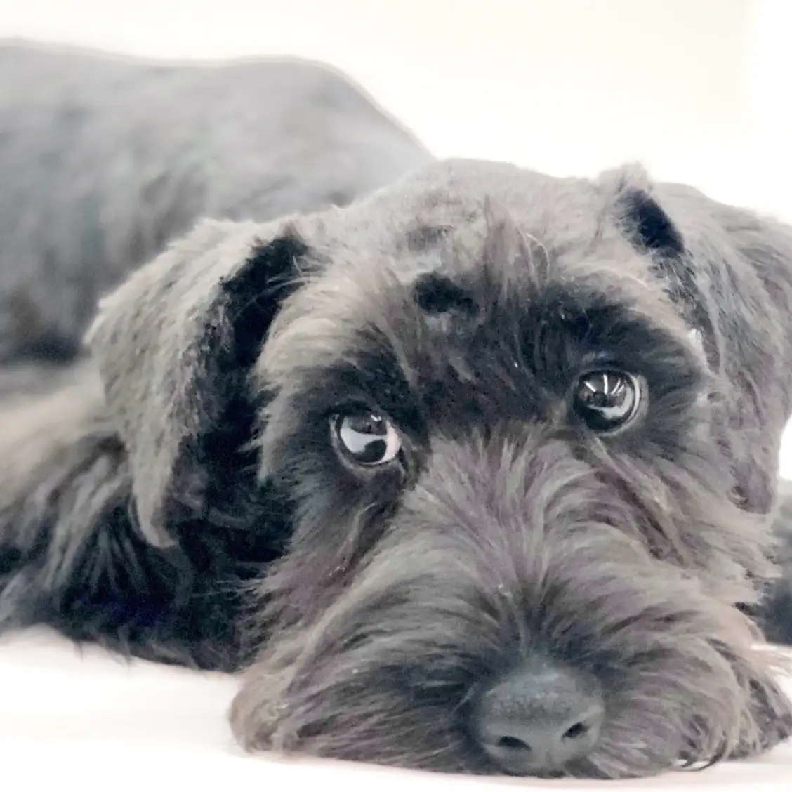 ミニチュア・シュナウザー