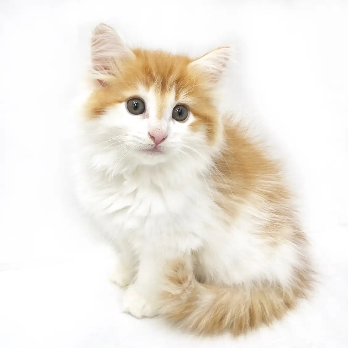 ノルウェージャンフォレストキャット