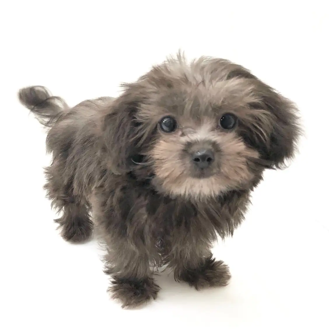 MIX(トイプードル×ヨークシャーテリア)