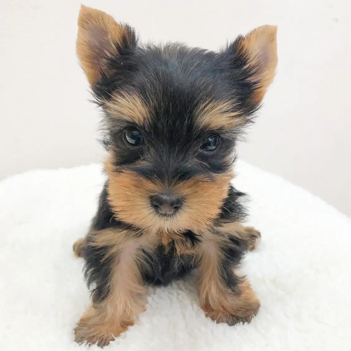 ヨークシャーテリア