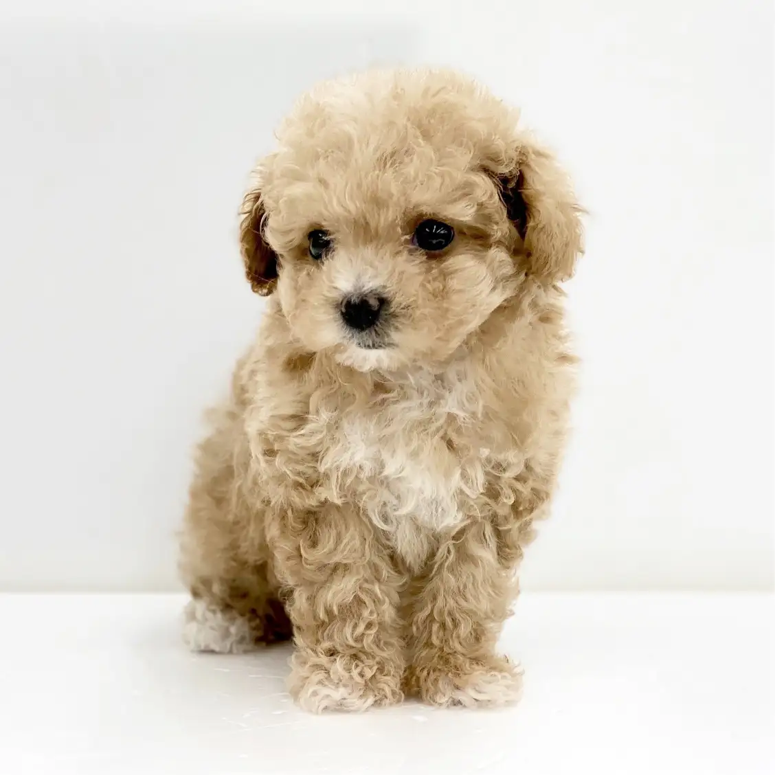 MIX(トイプードル×マルチーズ)