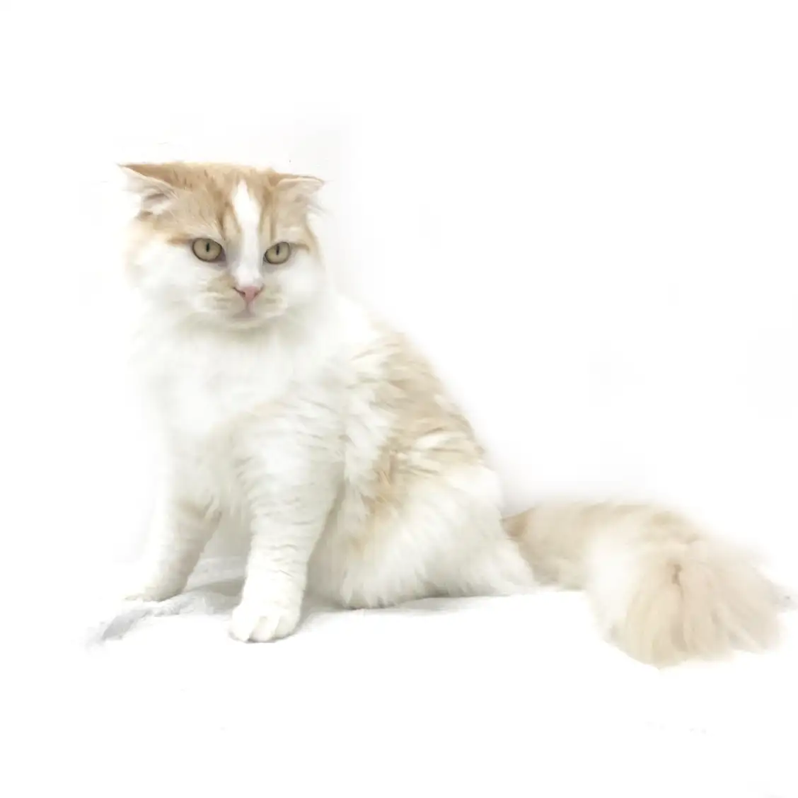 スコティッシュフォールド