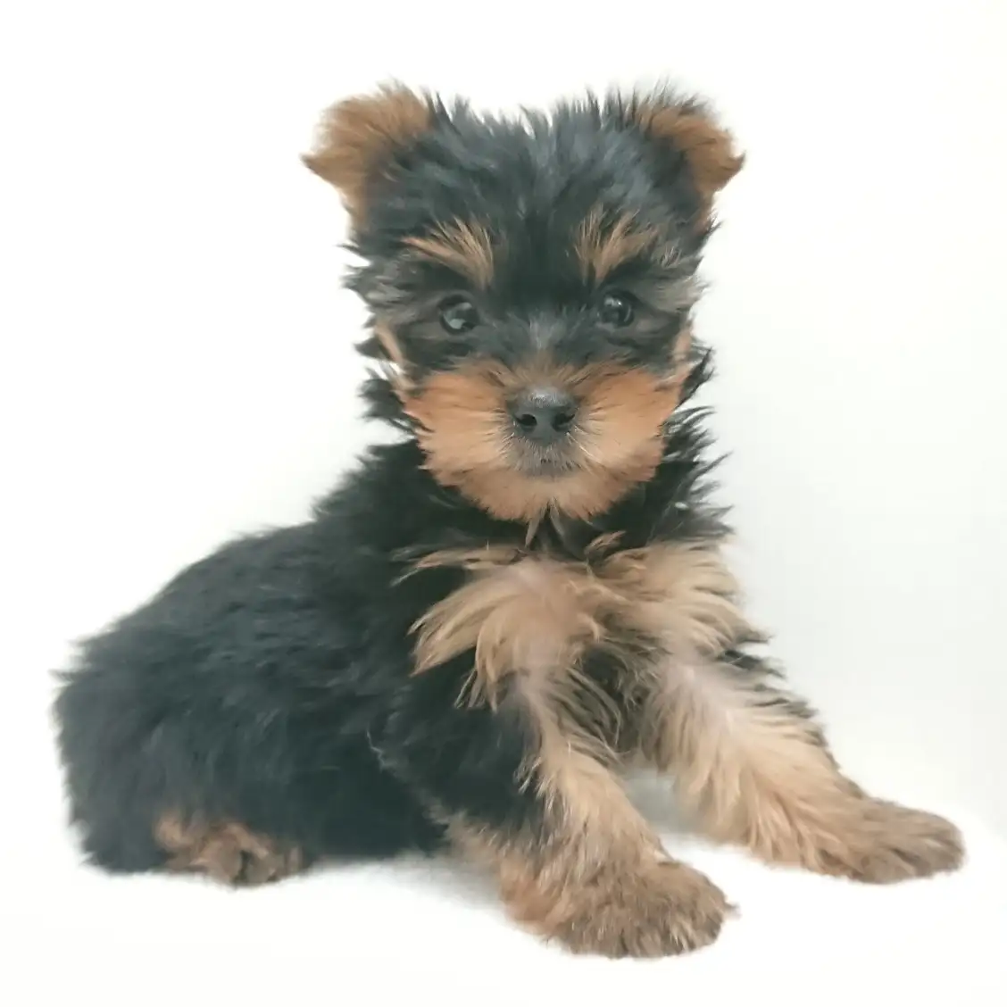 ヨークシャーテリア