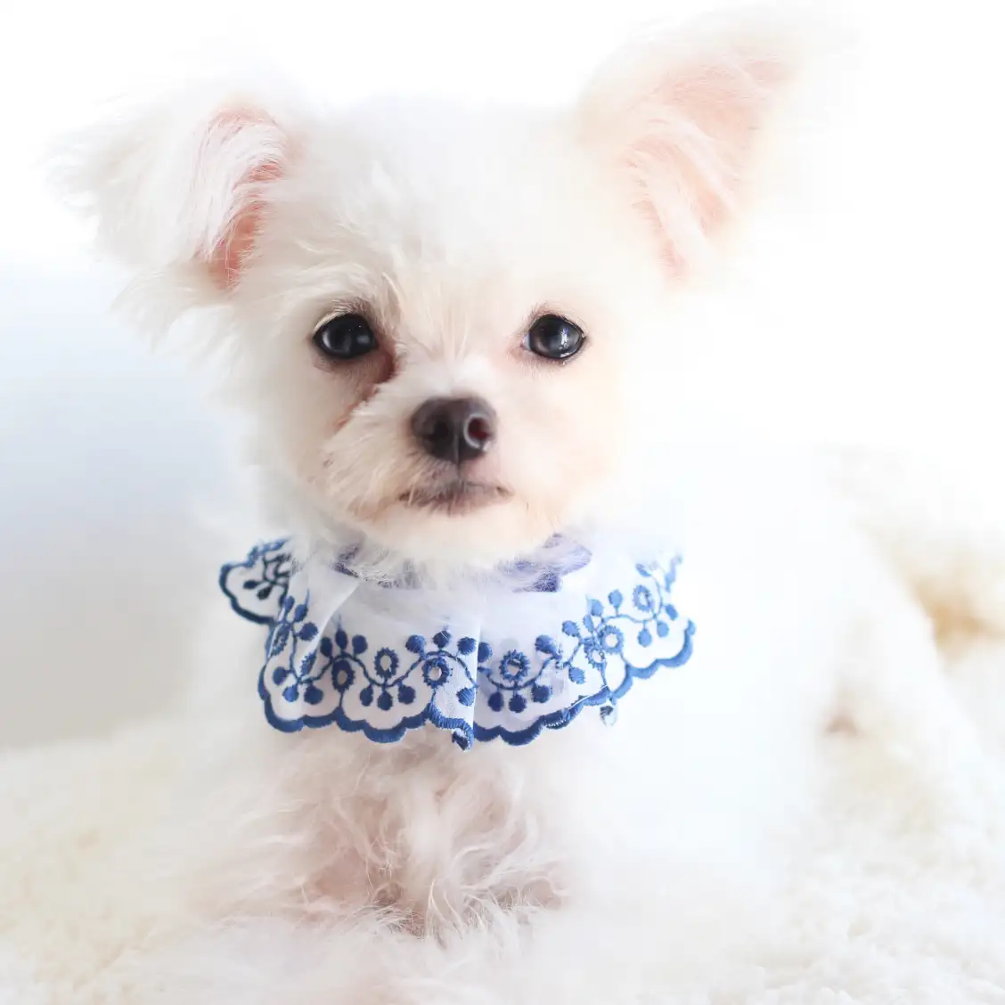 MIX（チワワ×マルチーズ）