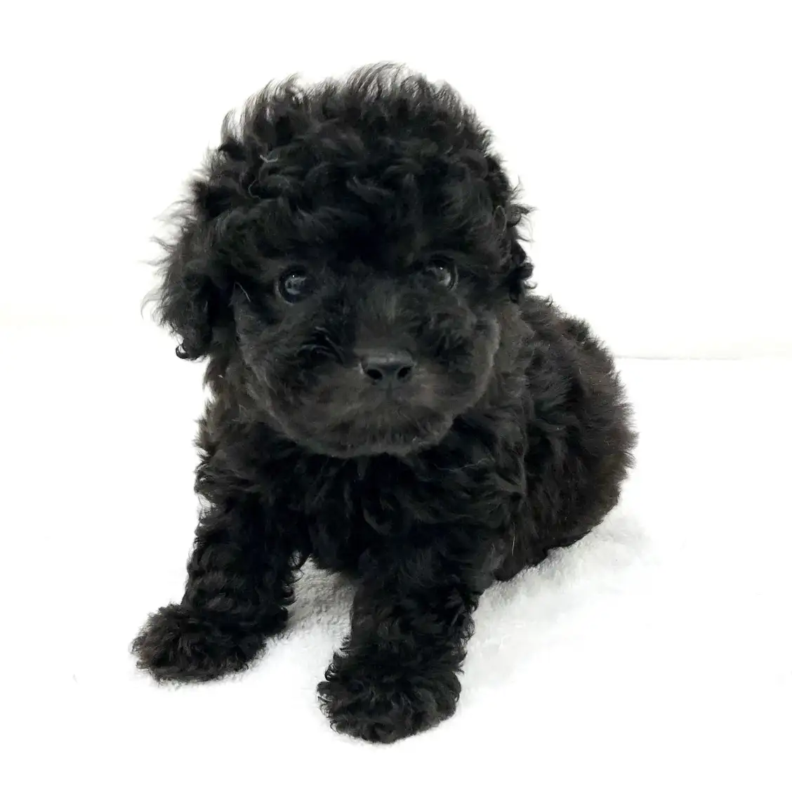 トイ・プードル