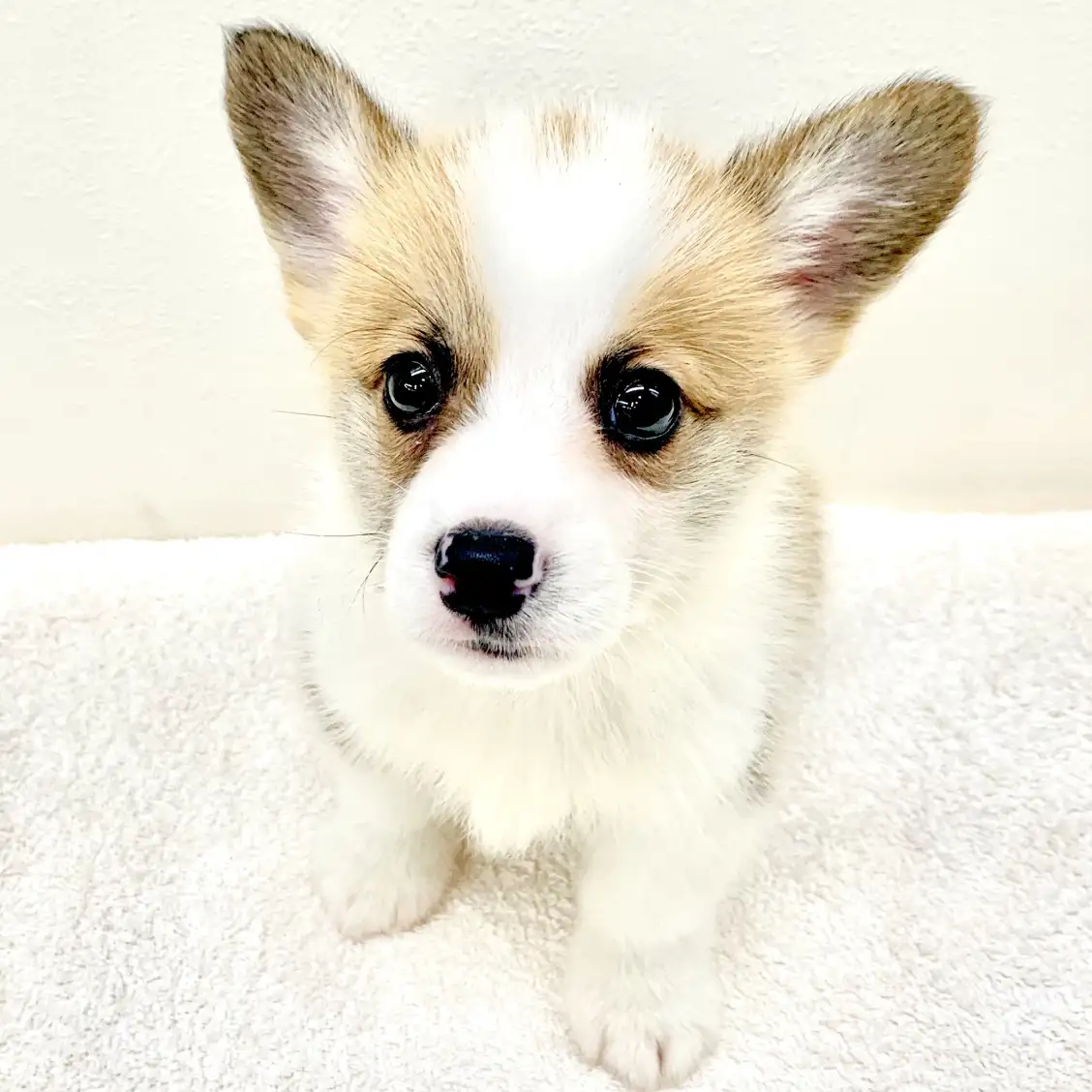 ウェルシュコーギーペンブローク