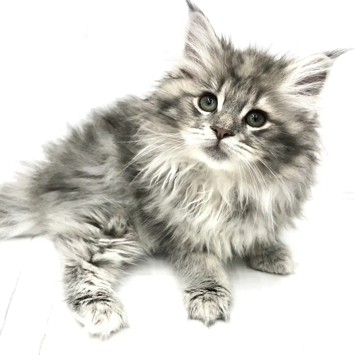 ノルウェージャンフォレストキャット