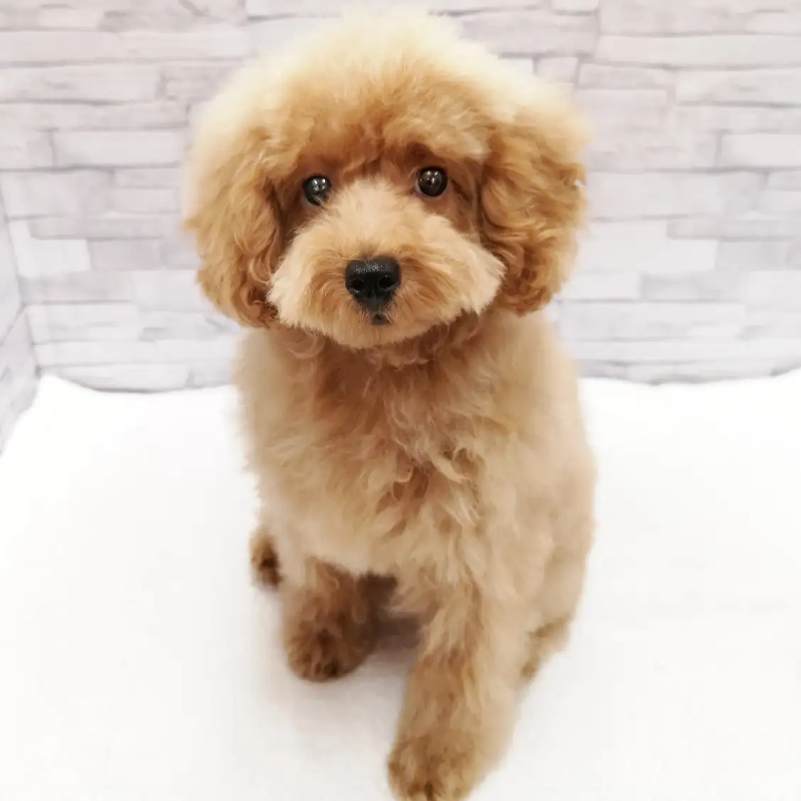 トイ・プードル