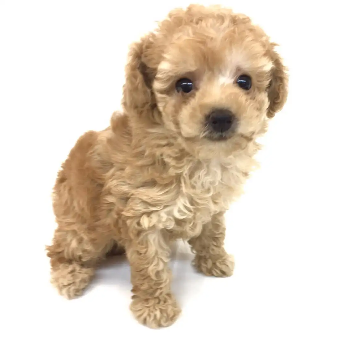 トイ・プードル