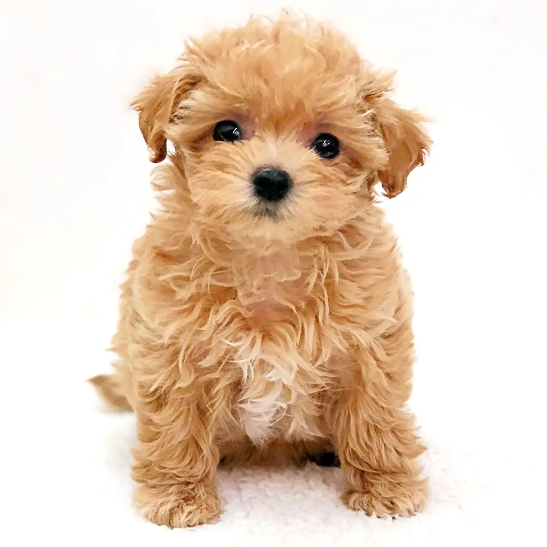 MIX（トイプードル×マルチーズ）