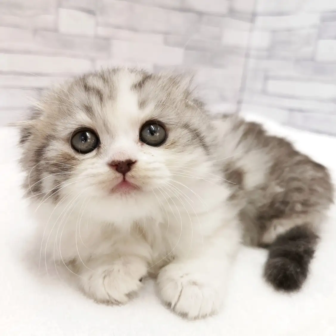 スコティッシュフォールド