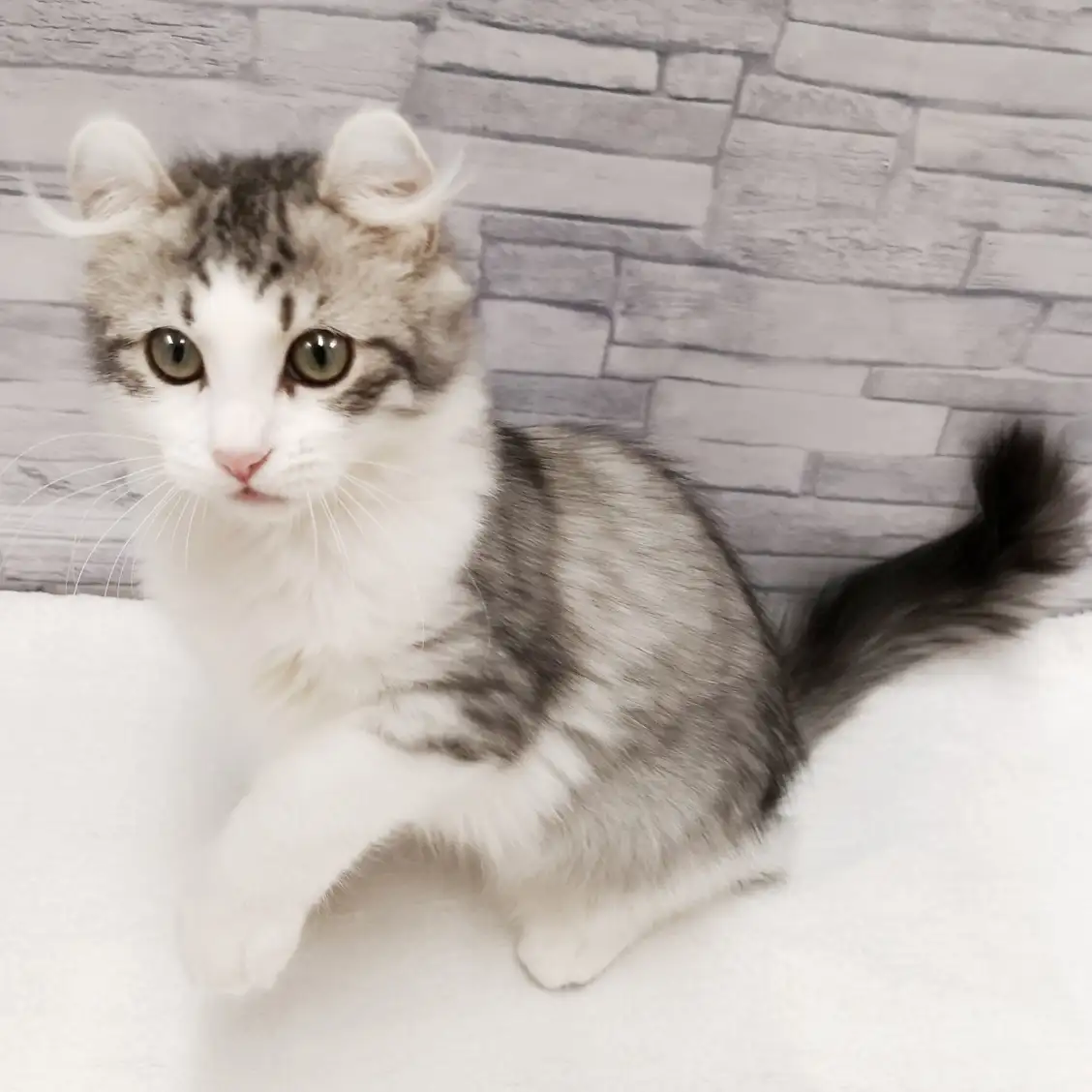 アメリカンカール