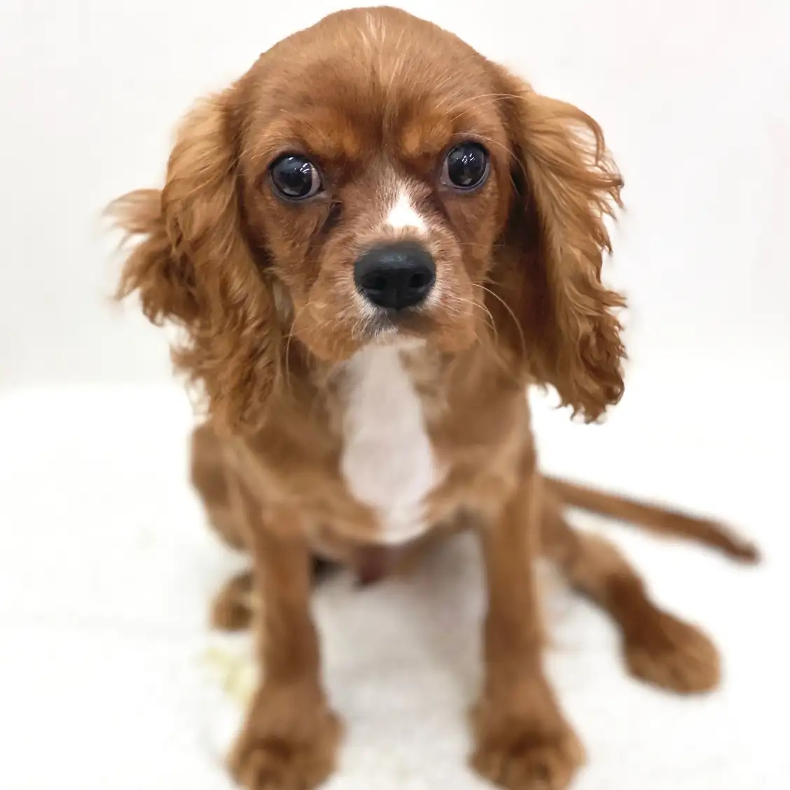 キャバリア・キングチャールズ・スパニエル