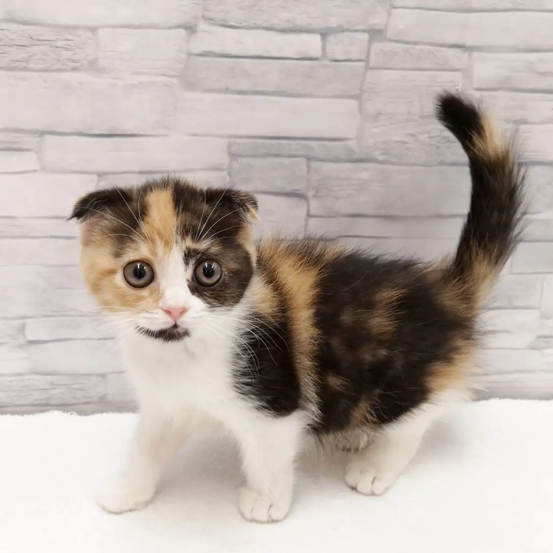 スコティッシュフォールド