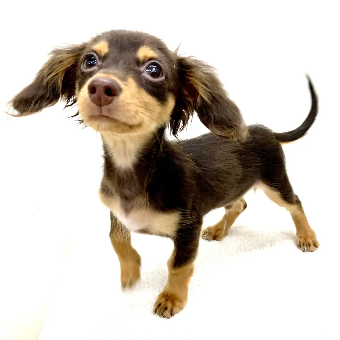 MIX（チワワ×ダックスフント）