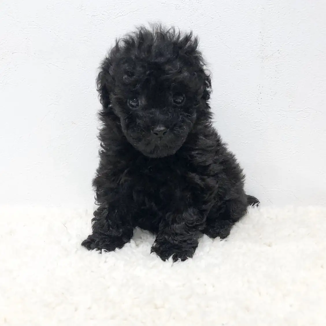 トイ・プードル