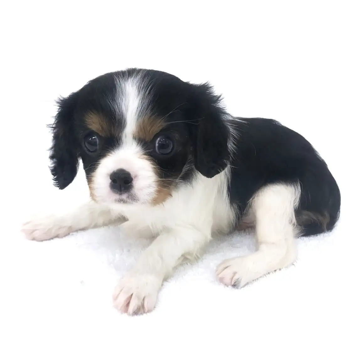 キャバリア・キングチャールズ・スパニエル