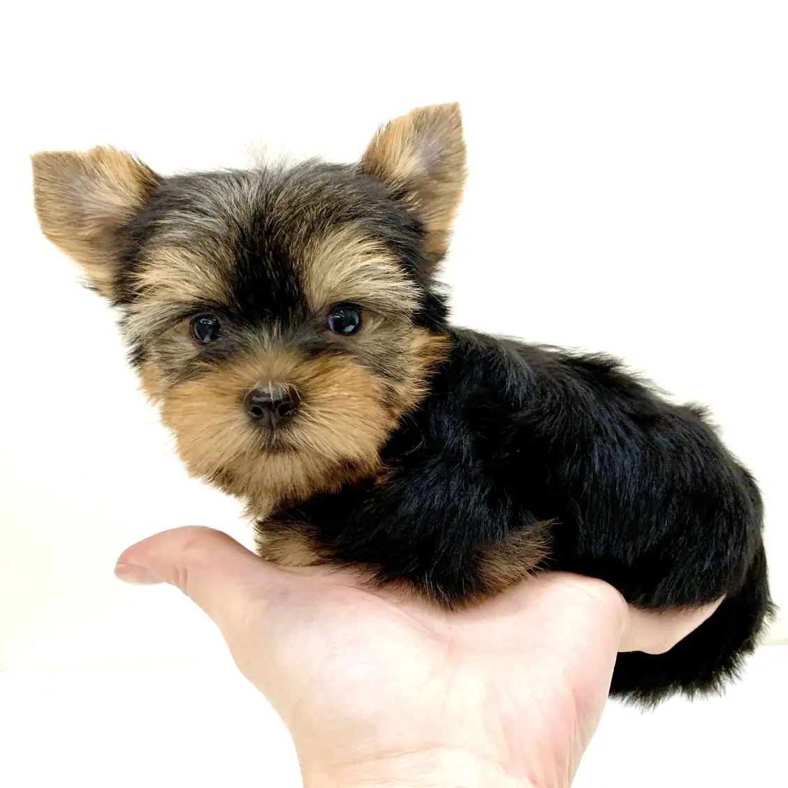 ヨークシャーテリア