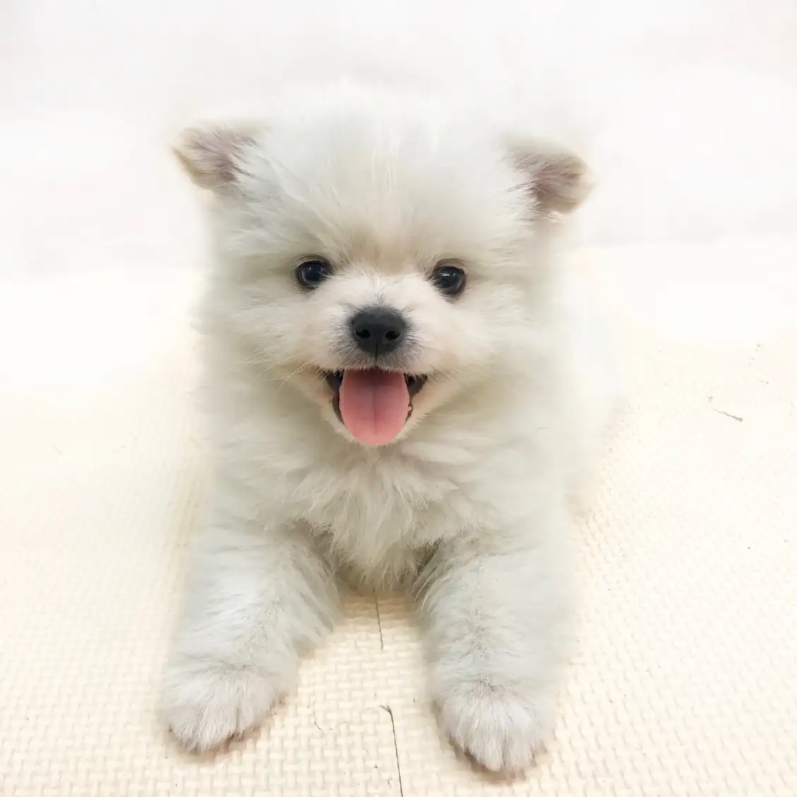 MIX(チワワ×ポメラニアン)